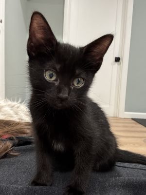 Grackle Domestic Short Hair Cat