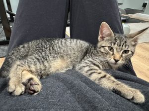 Flicker Domestic Short Hair Cat