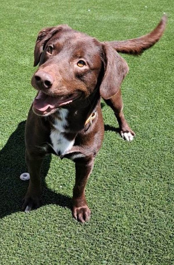 Pierre, an adoptable Mixed Breed in Great Falls, MT, 59405 | Photo Image 1