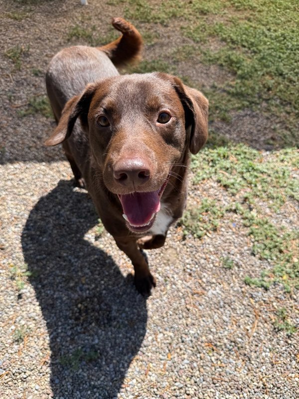 Pierre, an adoptable Mixed Breed in Great Falls, MT, 59405 | Photo Image 2