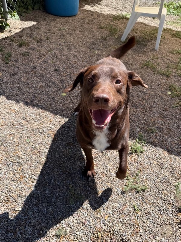 Pierre, an adoptable Mixed Breed in Great Falls, MT, 59405 | Photo Image 3