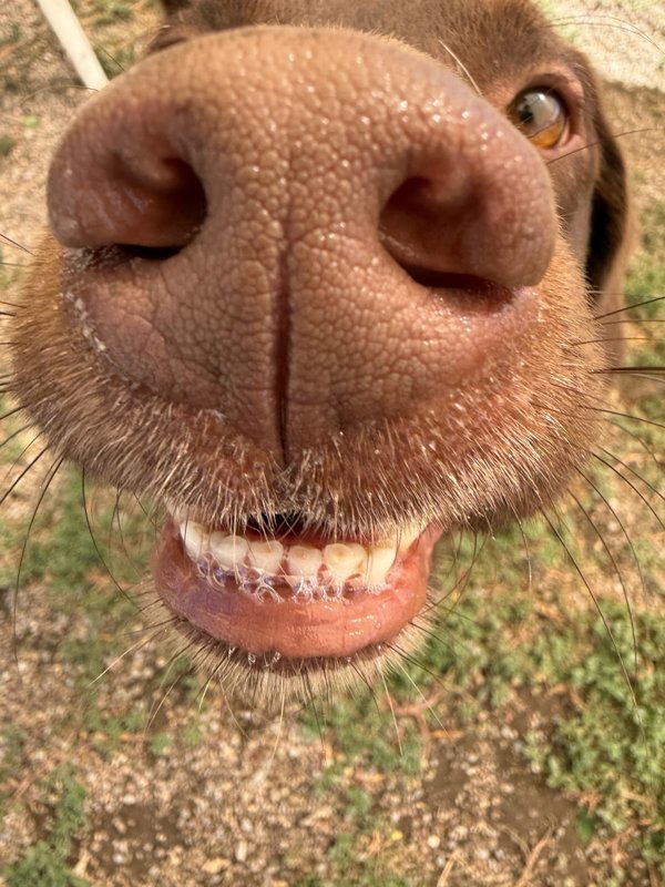 Pierre, an adoptable Mixed Breed in Great Falls, MT, 59405 | Photo Image 4