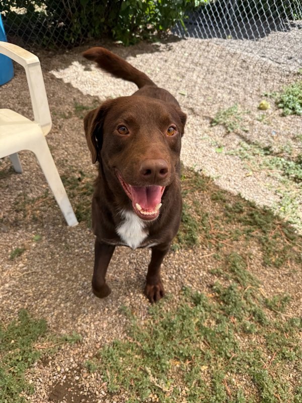 Pierre, an adoptable Mixed Breed in Great Falls, MT, 59405 | Photo Image 5