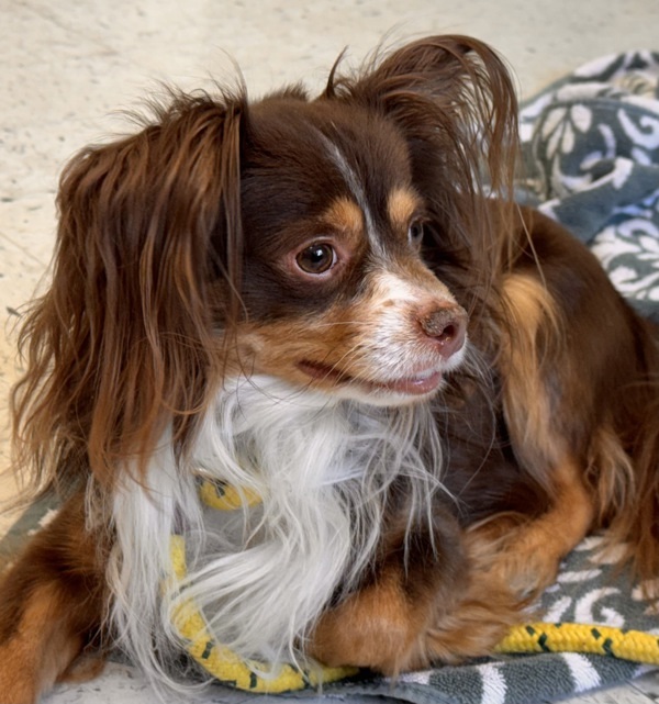 Pet Image