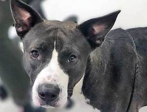 Smokie*, Adult Male unknown