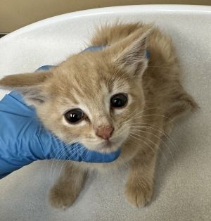 Green Domestic Short Hair Cat