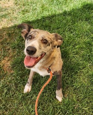 Elsa Australian Cattle Dog / Blue Heeler Dog