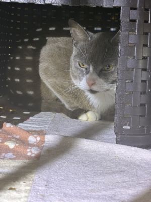 D9-008 Domestic Short Hair Cat