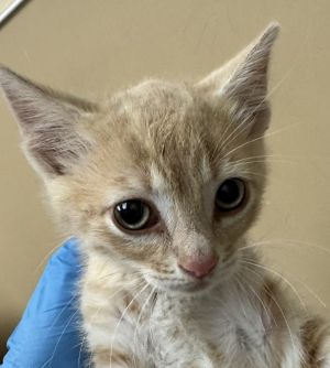 Pink Domestic Short Hair Cat