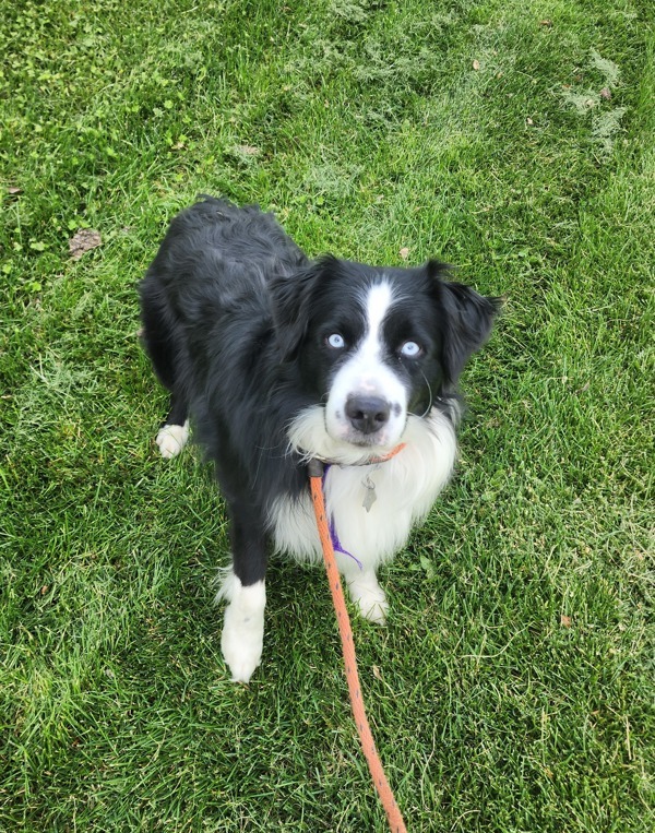 Loki