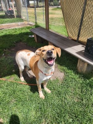 Primary Color Tri Color Weight 568lbs Age 0yrs 7mths 3wks Animal has been Neutered