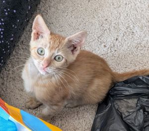 Soda Domestic Short Hair Cat