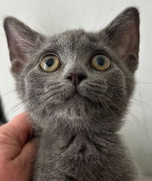 Trinket Domestic Short Hair Cat