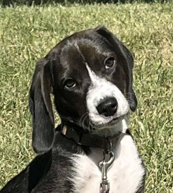 Ruger