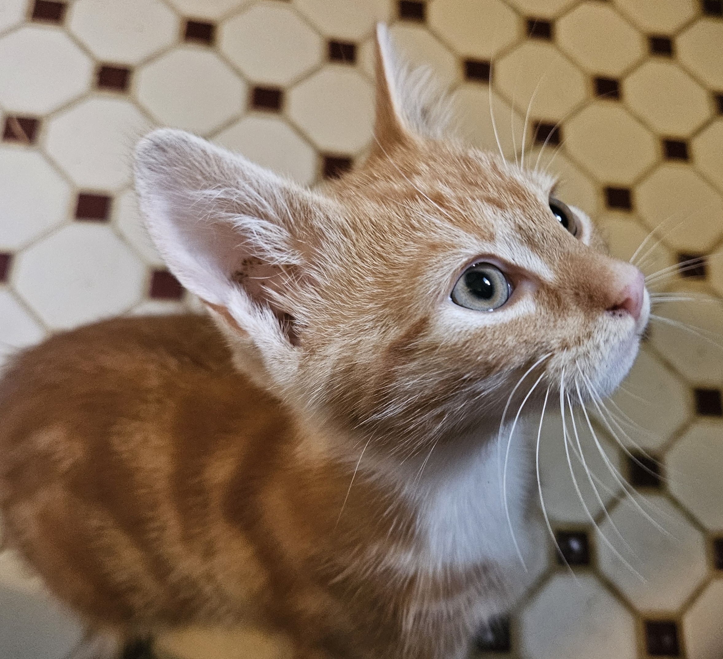 Tigger