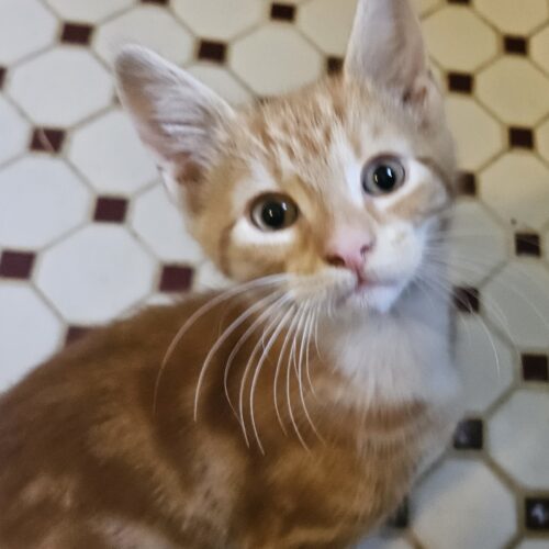 Tigger