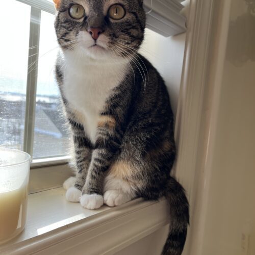 Phoebe