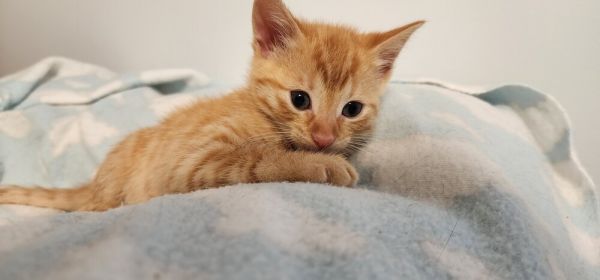 Buttercup thumbnail 1