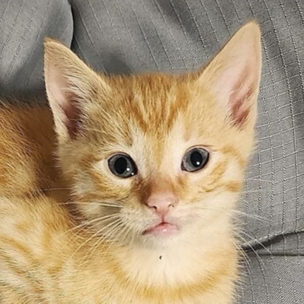 Buttercup thumbnail 2