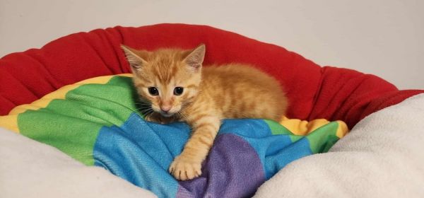 Buttercup thumbnail 6