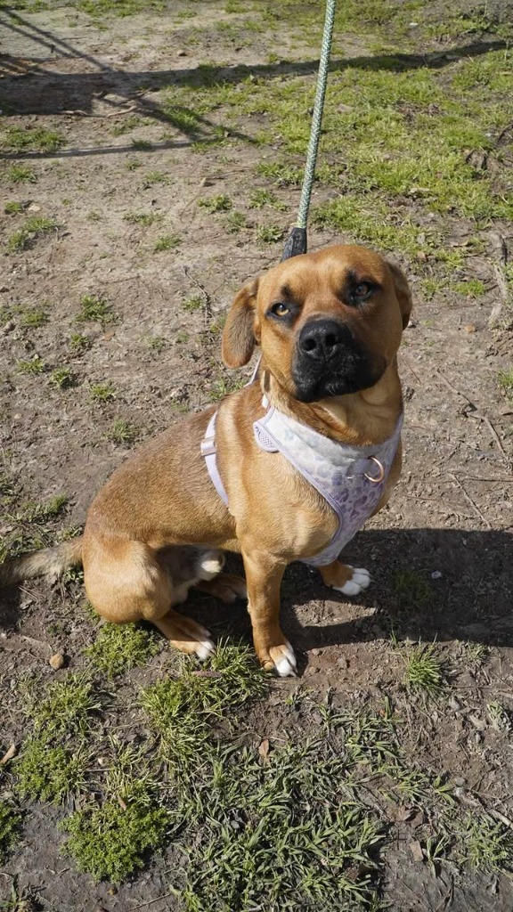 Pet Image