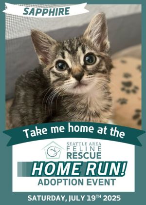 Sapphire Domestic Short Hair Cat