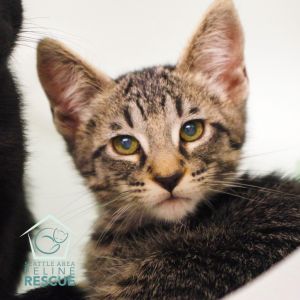Kittens under 6 months old are adopted in pairs It is important for them to go to a home with