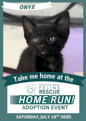 Onyx Domestic Short Hair Cat