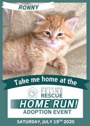 Ronny Domestic Short Hair Cat