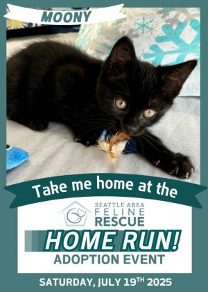 Moony Domestic Short Hair Cat