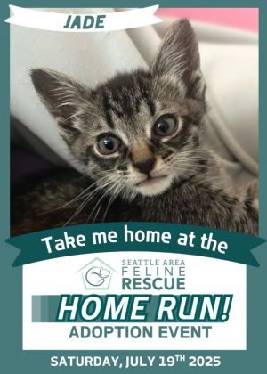 Jade Domestic Short Hair Cat