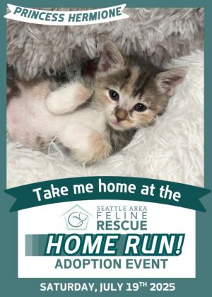 Princess Hermione Domestic Short Hair Cat
