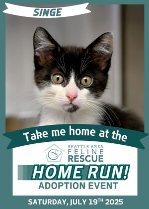 Singe Domestic Short Hair Cat