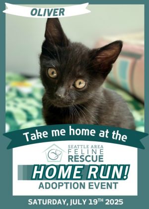 Oliver Domestic Short Hair Cat
