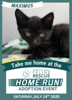 Maximus Domestic Short Hair Cat