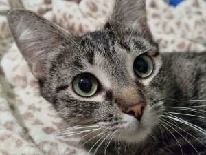 Baby, Adult Female unknown