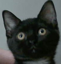 Eclipse, Baby Female unknown