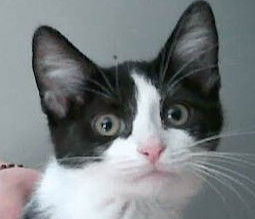 Cosmina, Baby Female unknown
