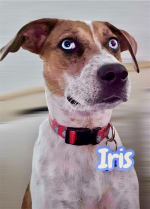Iris, Young Female unknown