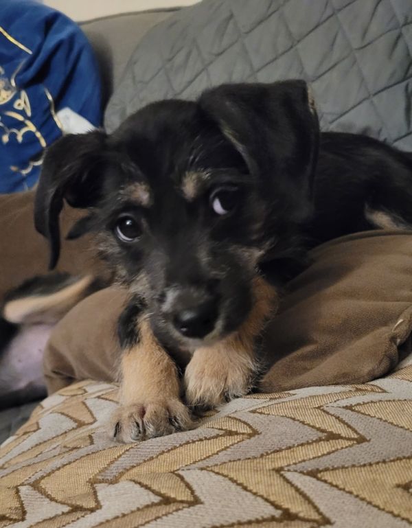 Zelda