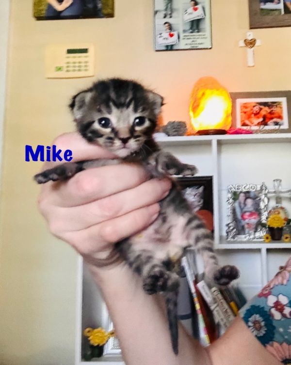 Mike thumbnail 2