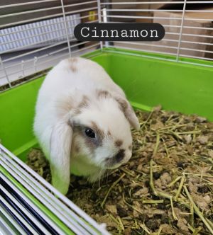Cinnamon, Baby Female unknown