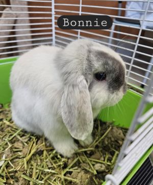 Bonnie, Baby Female unknown