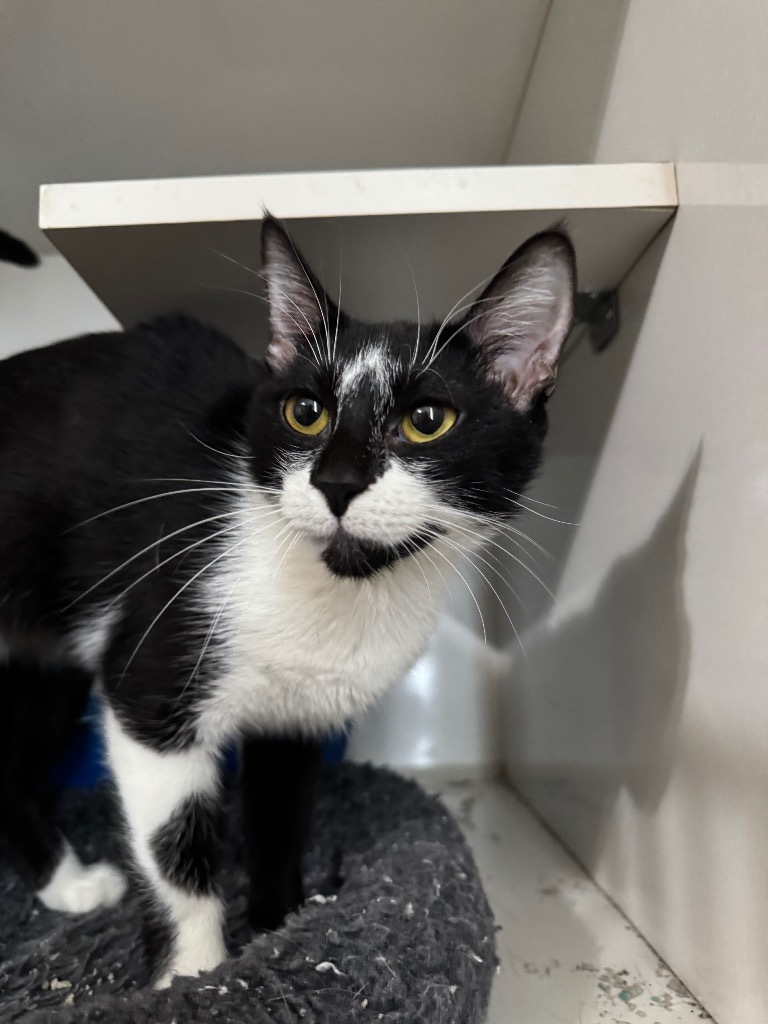 Sabine, an adoptable Domestic Short Hair in Corpus Christi, TX, 78414 | Photo Image 2