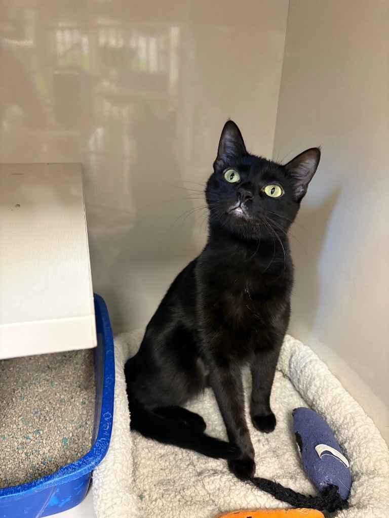 Azalea, an adoptable Domestic Short Hair in Corpus Christi, TX, 78414 | Photo Image 1
