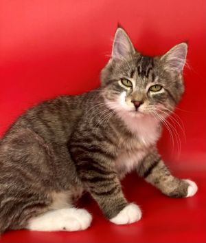 Carmen Domestic Short Hair Cat