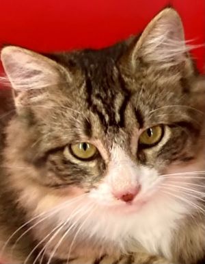 Lucia Domestic Short Hair Cat