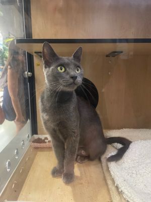 Emily Domestic Short Hair Cat