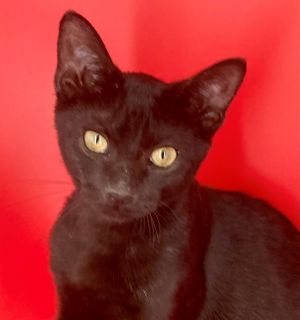 Bear Domestic Short Hair Cat