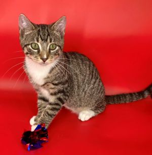 Diego Domestic Short Hair Cat